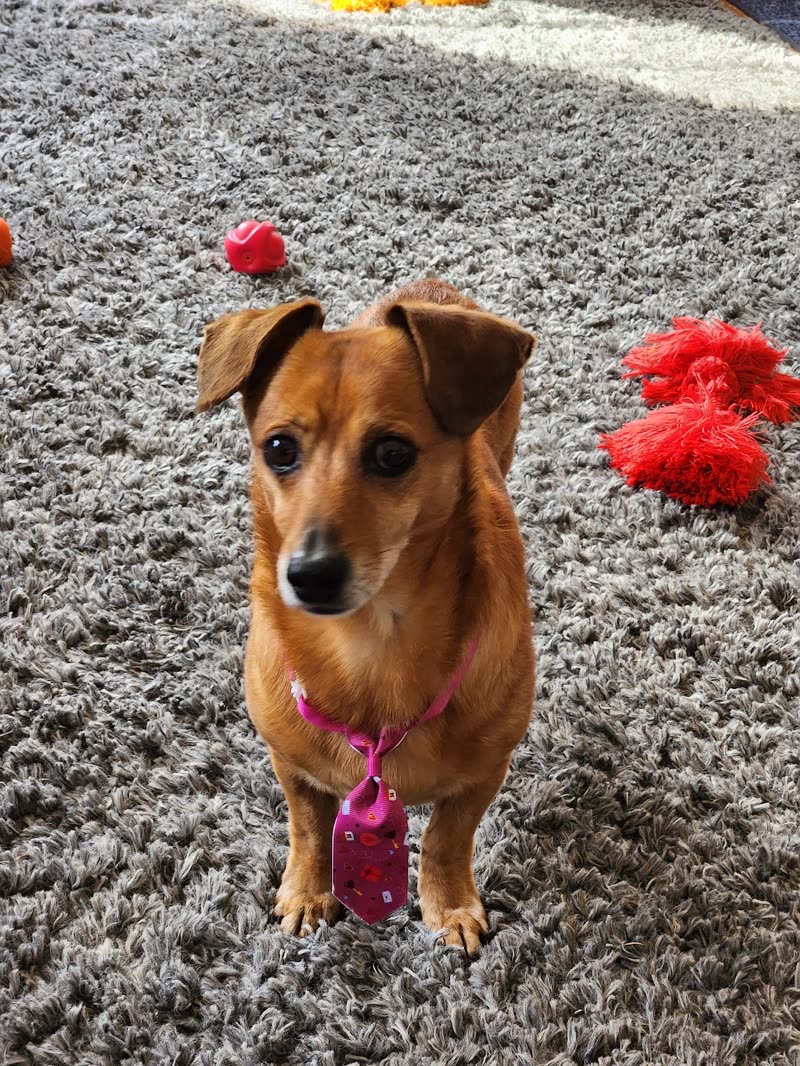 A small tan dachshund-mix sitting on a grey rug with a bow and toys beside it