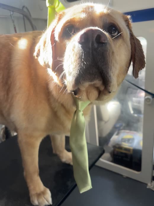 A light tan dog with a dark muzzle on the grooming table wearing a pale green bandana after its groom