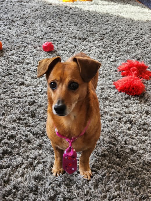 A small tan dachshund-mix with a pink collar and bow sitting on a soft grey rug