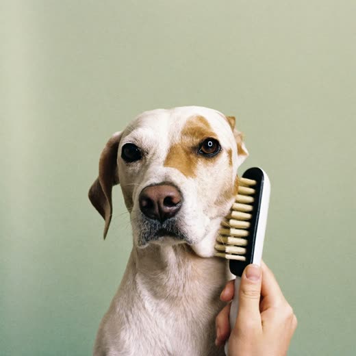 A dog's coat being brushed out after a bath