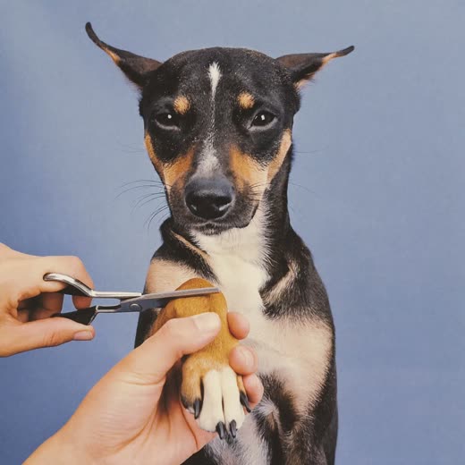 A dog's paw held for a nail trim